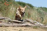 GOLDEN RETRIEVER 230